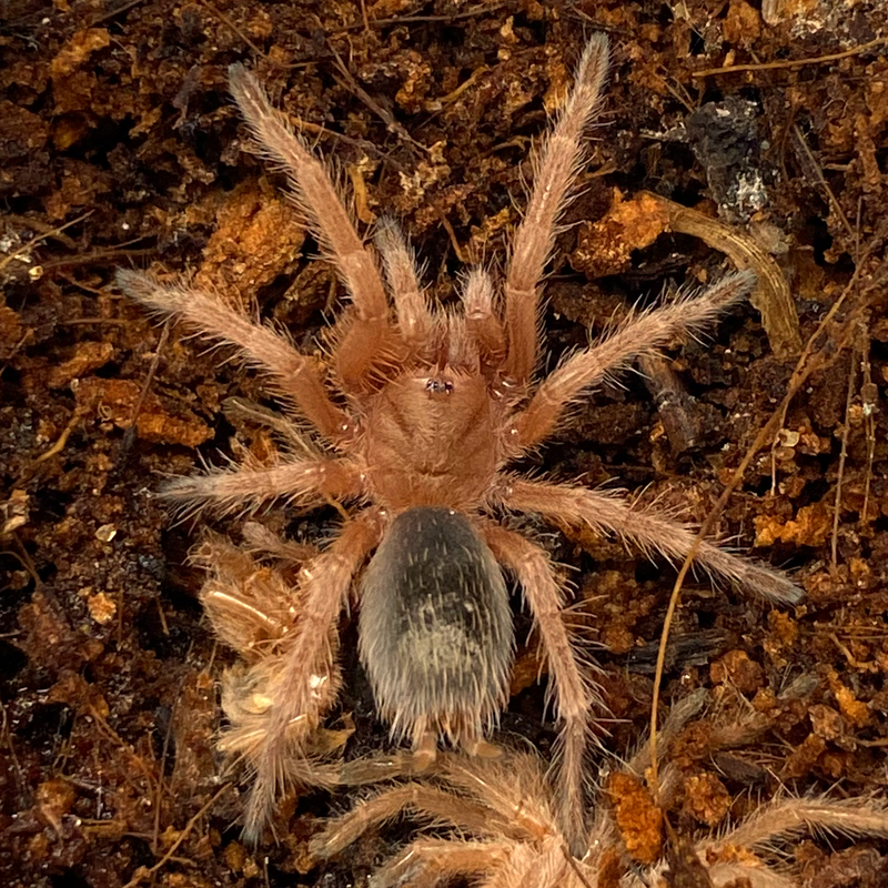 Grammostola rosea “RCF” (Rose Hair Tarantula)