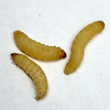 Live Waxworms (Feeder Insects)