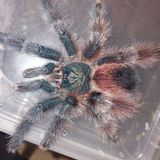 Avicularia Sp. Castanhal (Pink Toe Tarantula)