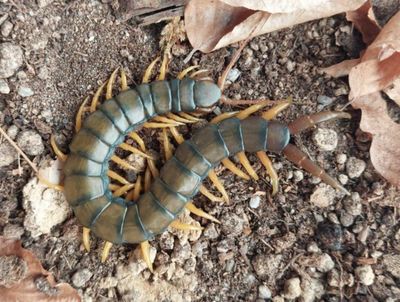 Scolopendra cingulata “Agria” (Banded Centipede)