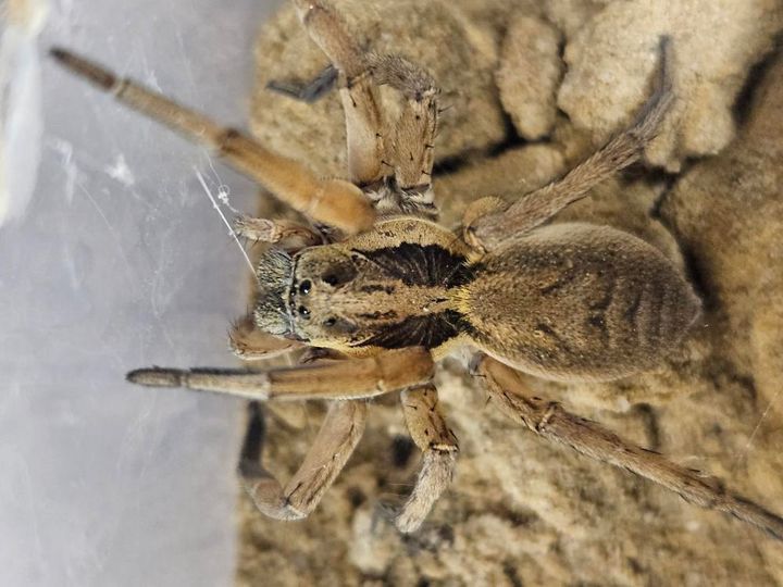 Lycosidae Sp. Oman (Wolf Spider)