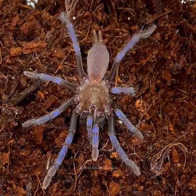 Birupes simoroxigorum (Bornean Neon Blue Leg Tarantula)