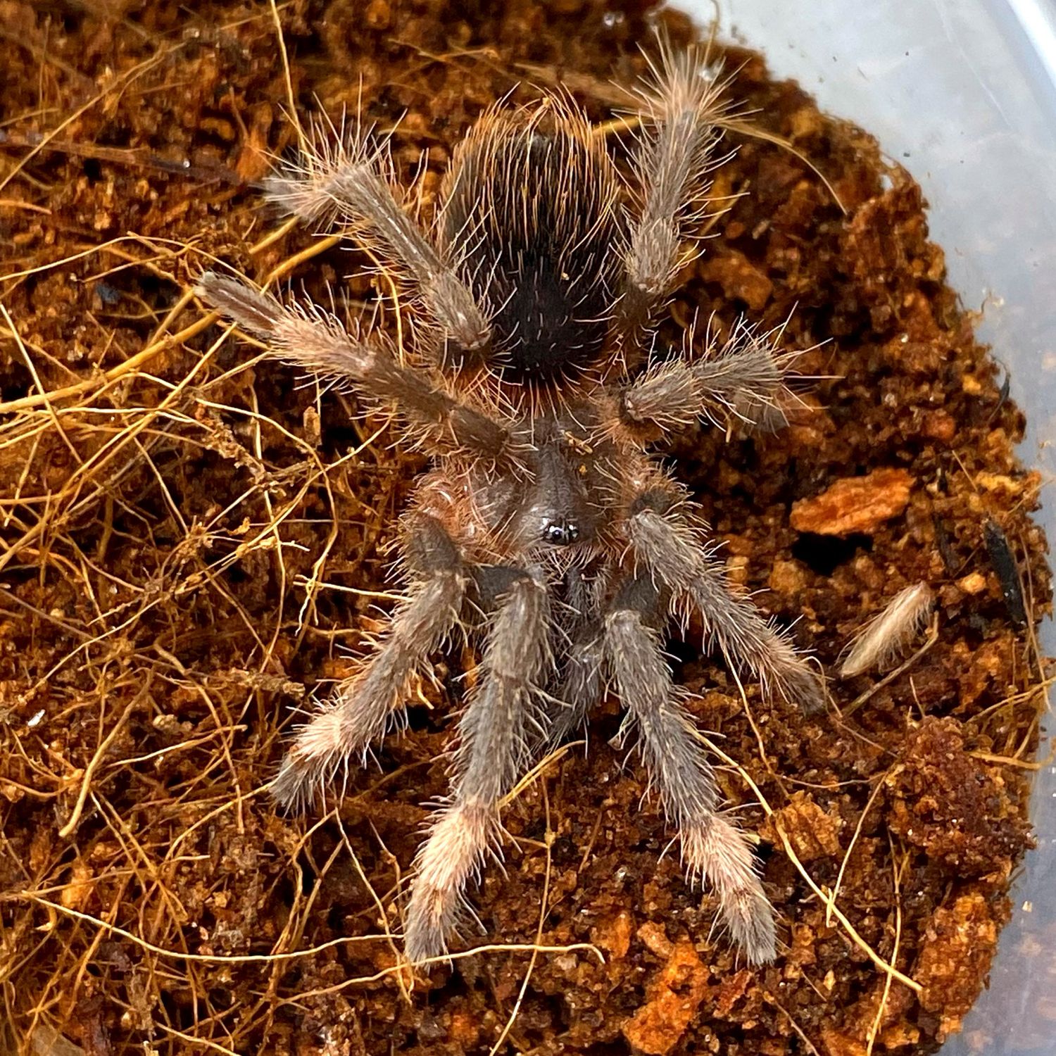 Sericopelma Sp. Santa Catalina (Latin Flame Leg Tarantula)