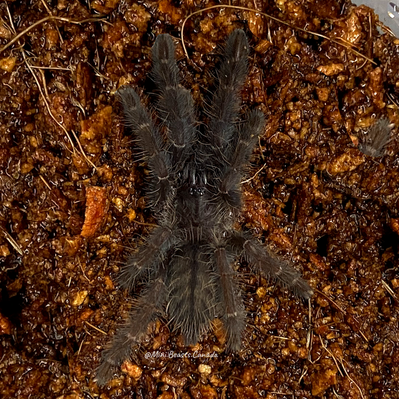 Lampropelma nigerimmum (Sangihe Island Tarantula)