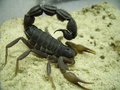 Parabuthus transvaalicus (Transvaal Thick-tail Scorpion)