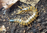 Scolopendra cingulata “Attica” (Banded Centipede)