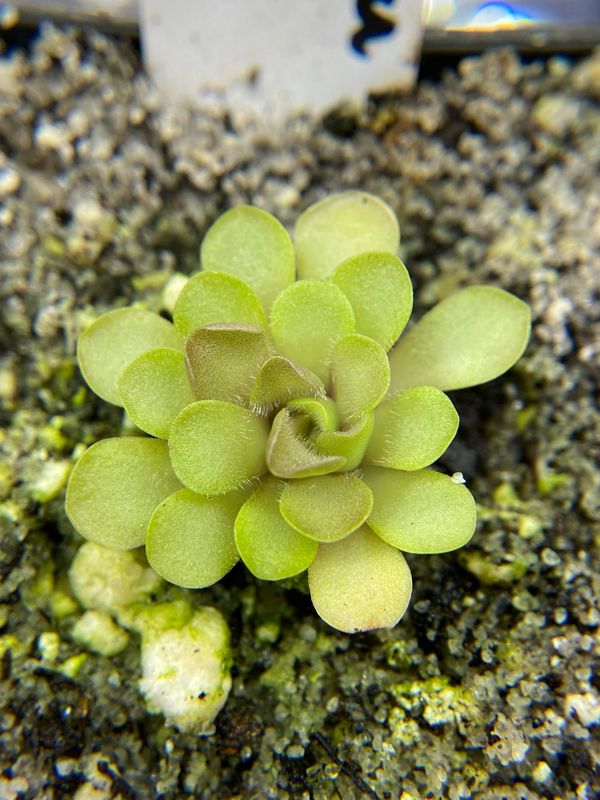 Pinguicula rotundiflora X hemiepiphytica