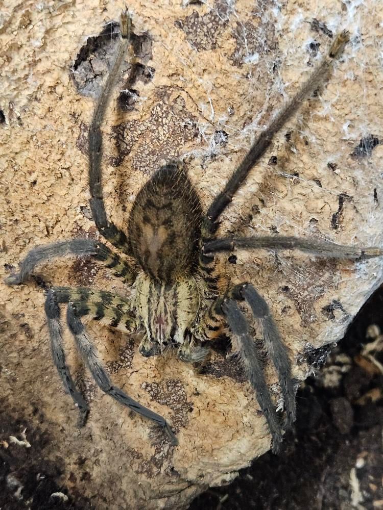 Cuppienius salei (Tiger Bromeliad Spider)