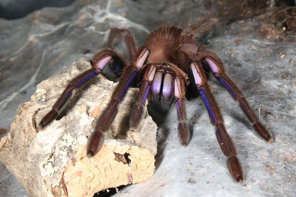 Chilobrachys natanicharum (Electric Blue Earth Tiger Tarantula)