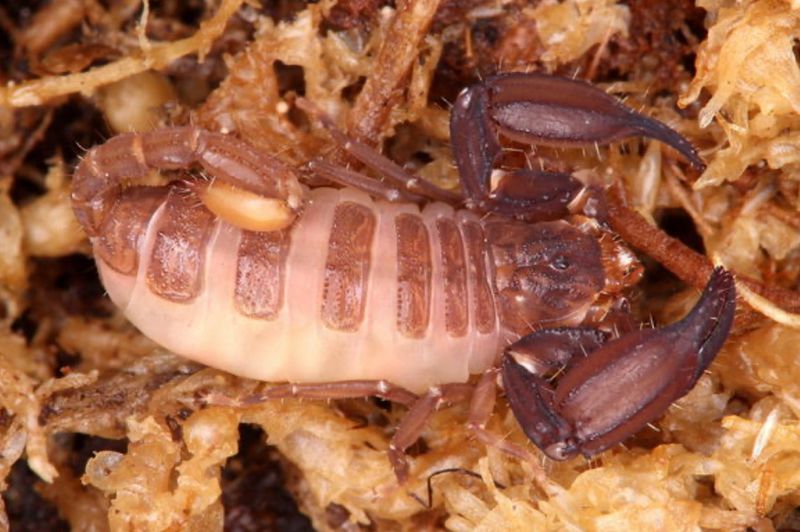 Chaerilus sejnai (Malaysian Brush Scorpion)