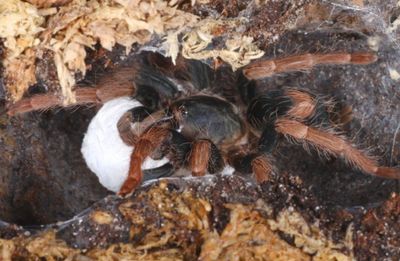 Cyriocosmus aueri (Dwarf Tarantula