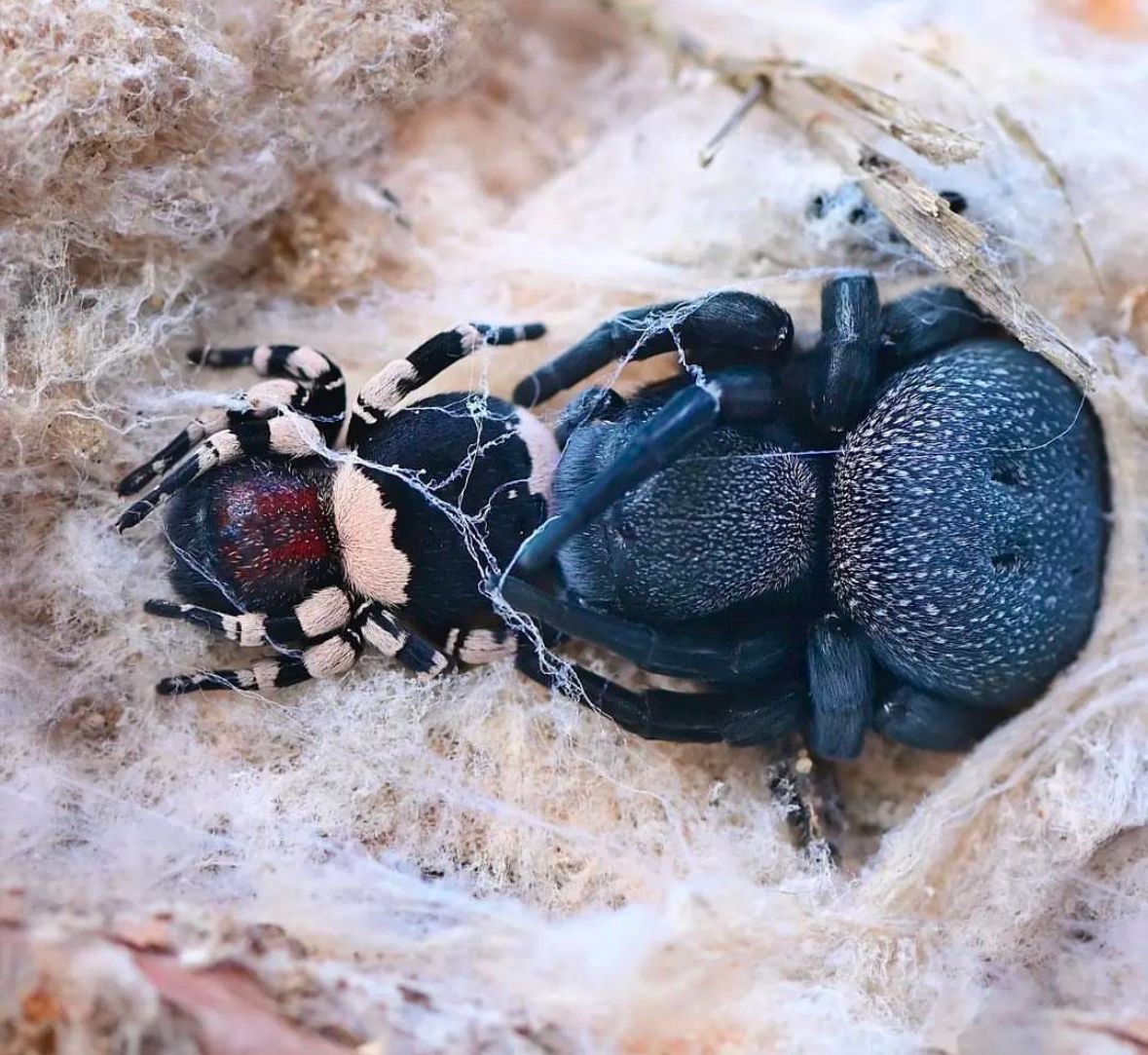 Eresus elhennawyi (Velvet Spider)