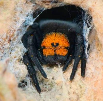 Eresus C.F. moravicus (Yellow Faced Velvet Spider)