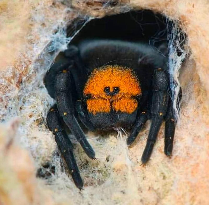 Eresus C.F. moravicus (Yellow Faced Velvet Spider)