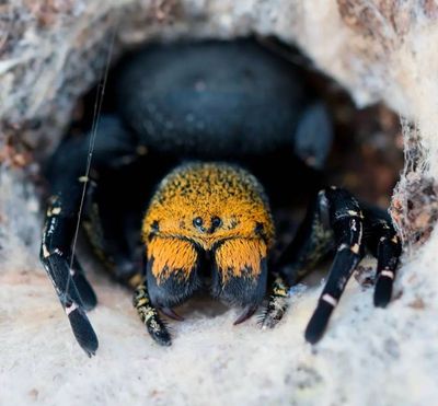 Eresus Sp. balcanicus (Velvet Spider)