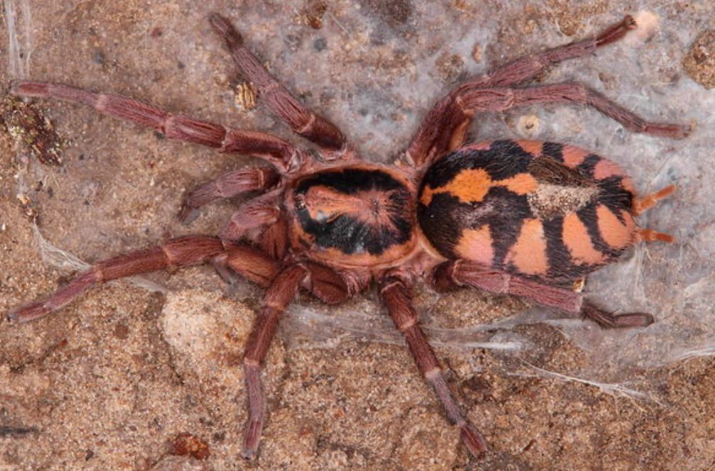 Hapalopus formosus (Large Pumpkin Patch Tarantula)