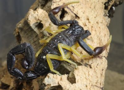 Hottentotta franzwerneri (Yellow Legged Alligator Back Scorpion)