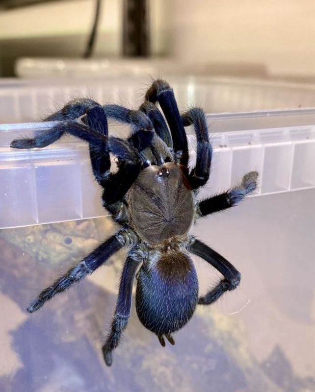 Orphnaecus Sp. &quot;Rizal Blue&quot; (Blue Earth Tiger Tarantula)