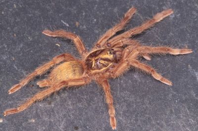 Neoholothele incei &quot;Gold&quot; (Trinidad Gold Tarantula)