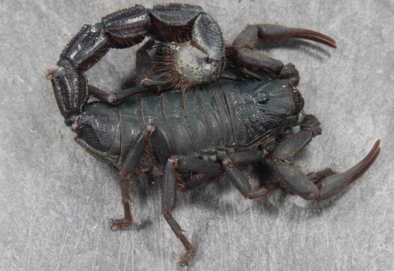 Parabuthus villosus &quot;Natural Hybrid Black&quot; (Black Hairy Thicktail Scorpion)