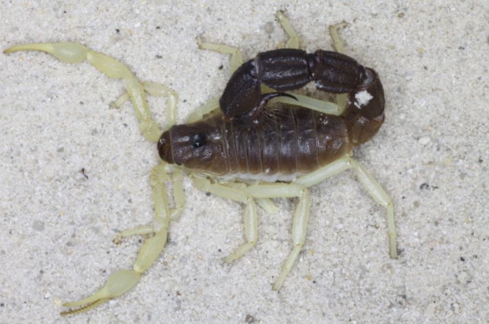 Parabuthus schlechteri (Burrowing Thick-Tailed Scorpion)
