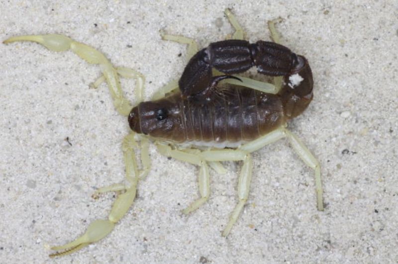 Parabuthus schlechteri (Burrowing Thick-Tailed Scorpion)