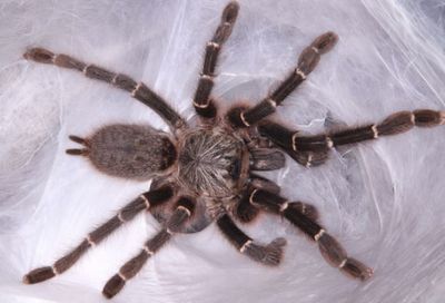 Pterinochilus murinus “Botswana DCF” (Baboon Tarantula)