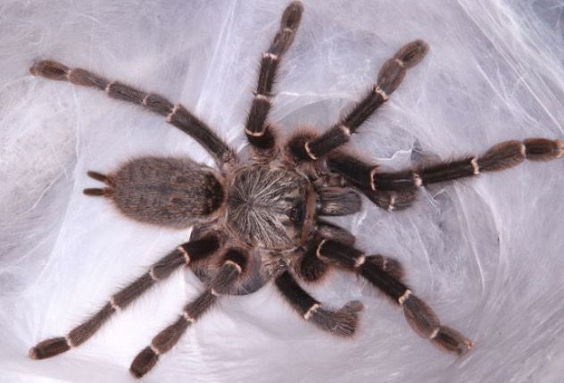 Pterinochilus murinus “Botswana DCF” (Baboon Tarantula)