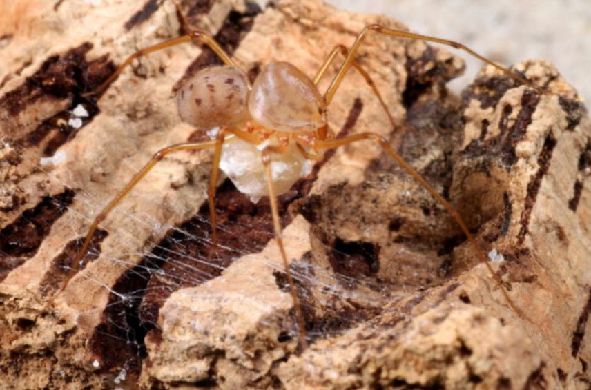 Scytodes univittata (used to be Sp. Orange Italy) (Giant Orange Spitting Spider)
