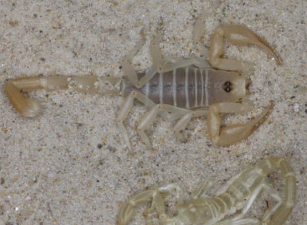 Smeringurus mesaensis (Dune Scorpion)