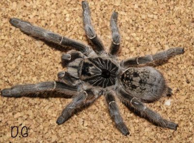 Ceratogyrus marshalli (Straight Horned Baboon)