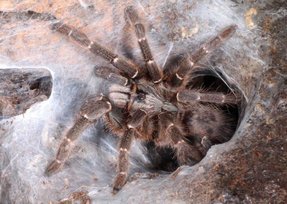 Ceratogyrus darlingi (Rear-horned Baboon Tarantula)