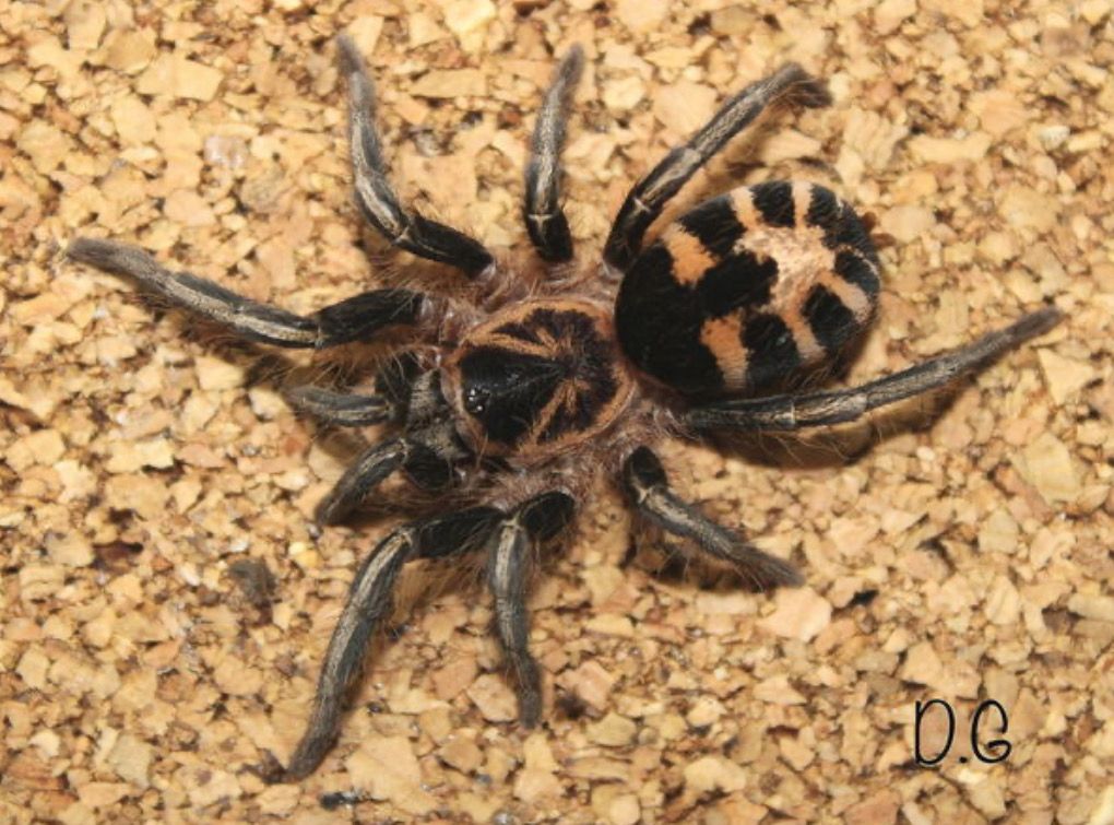 Cyriocosmus leetzi (Columbian Dwarf Tiger Tarantula)