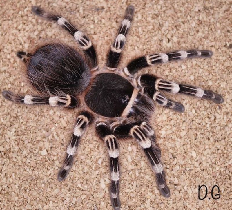 Acanthoscurria geniculata (Brazilian White Knee)