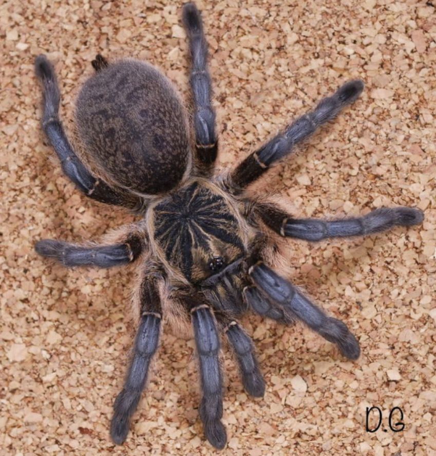 Harpactira pulchripes (Golden Blue Leg Baboon Tarantula)