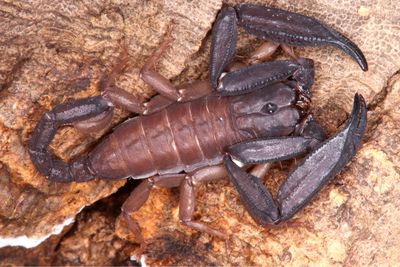Scorpiops phatoensis (Dwarf Thailand Flat-Rock Scorpion)