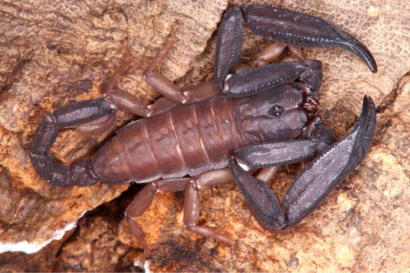 Scorpiops phatoensis (Dwarf Thailand Flat-Rock Scorpion)
