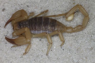 Smeringurus vachoni  (Vachon&#39;s Rock Scorpion)