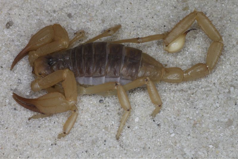 Smeringurus vachoni  (Vachon&#39;s Rock Scorpion)