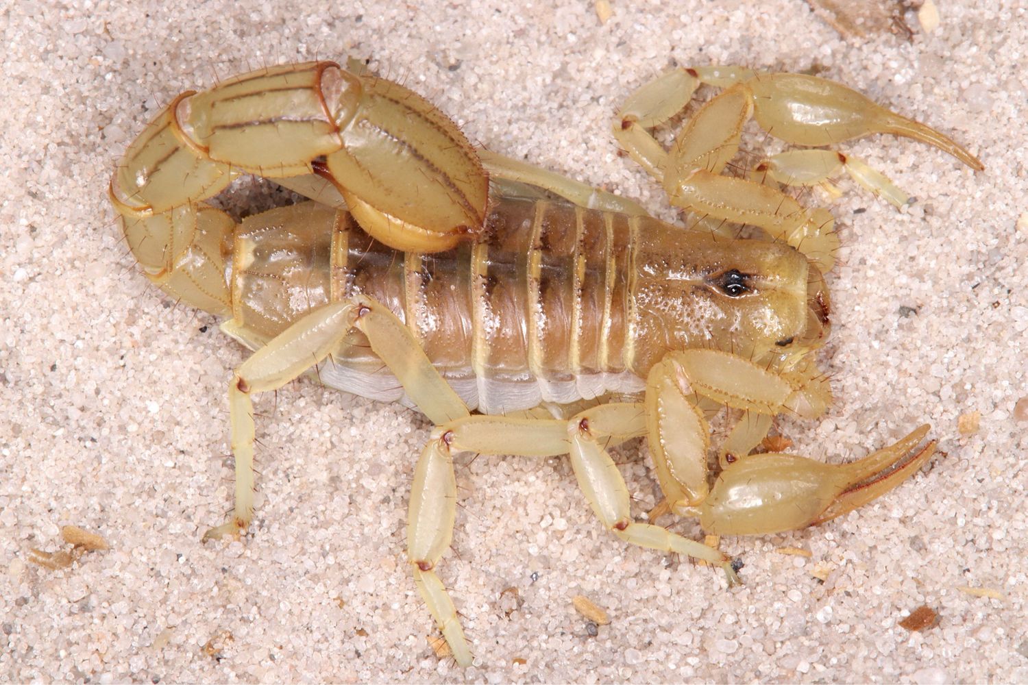Paravaejovis spinigerus (Stripe-tailed Scorpion)