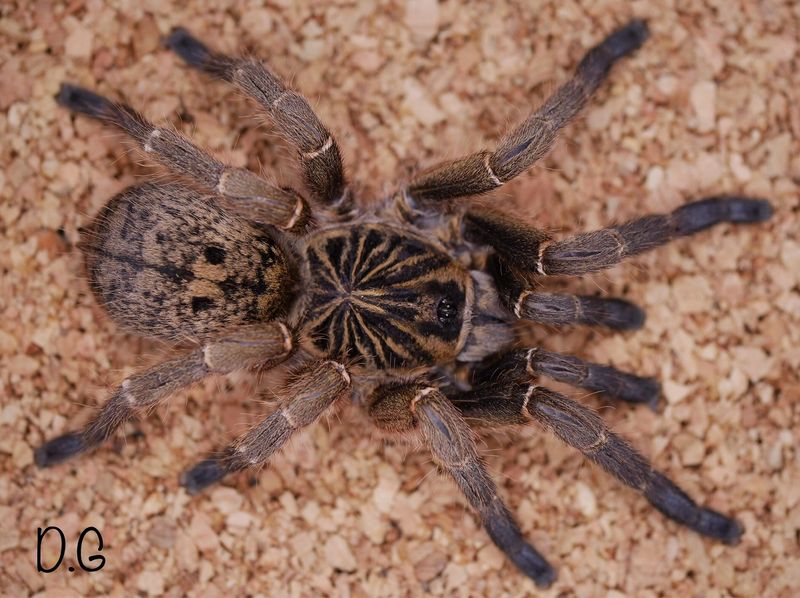 Idiothele mira (Blue Foot Trapdoor Tarantula)