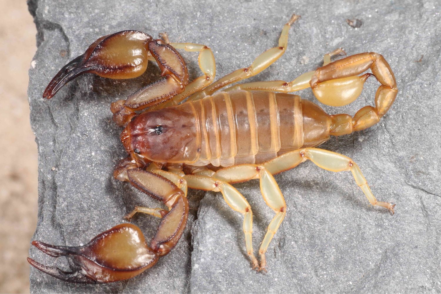 Euscorpius candiota (Cretan Small Wood Scorpion)