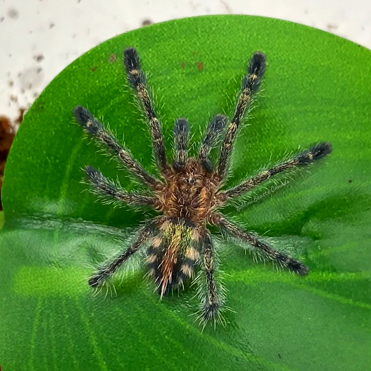 Ybyrapora diversipes (Amazon Sapphire Pink-toe Tarantula
