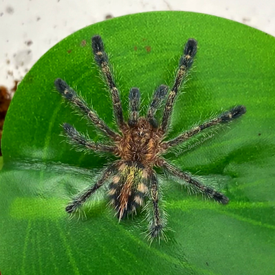 Ybyrapora diversipes (Amazon Sapphire Pink-toe Tarantula