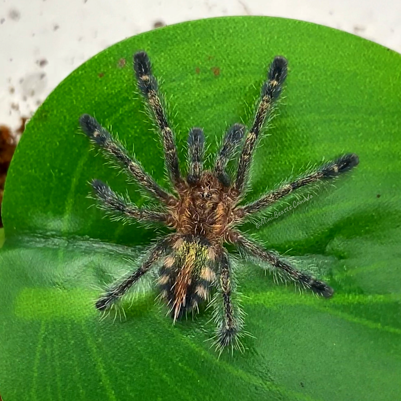 Ybyrapora diversipes (Amazon Sapphire Pink-toe Tarantula