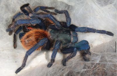 5x Chromatopelma cyaneopubescens (Green Bottle Blue Tarantula)