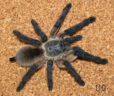 5x Monocentropus balfouri (Socotra Island Blue Baboon Tarantula)