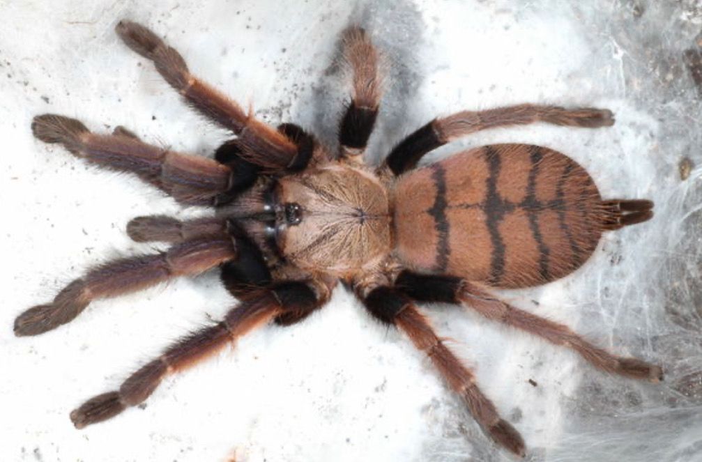 5x Chilobrachys fimbriatus (Indian Violet Tarantula)