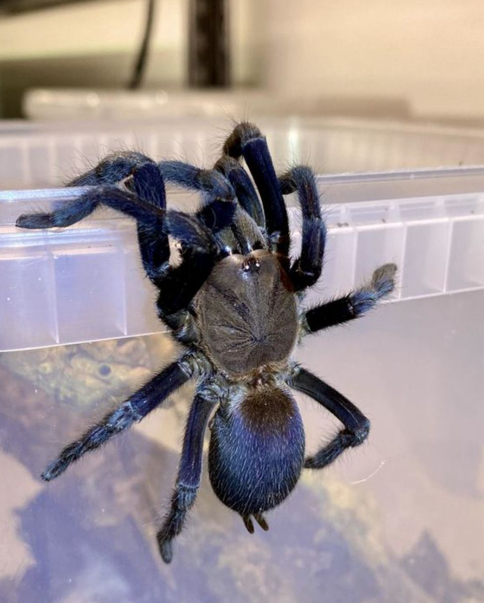 5x Orphnaecus Sp. &quot;Rizal Blue&quot; (Blue Earth Tiger Tarantula)