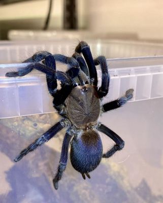 5x Orphnaecus Sp. &quot;Rizal Blue&quot; (Blue Earth Tiger Tarantula)